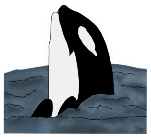 orca whale